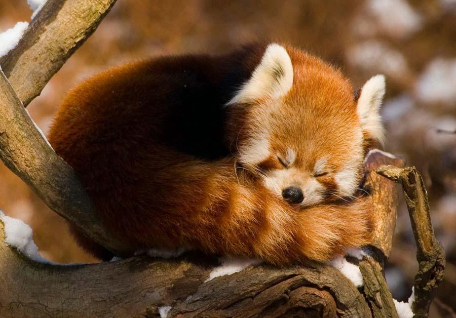 red panda