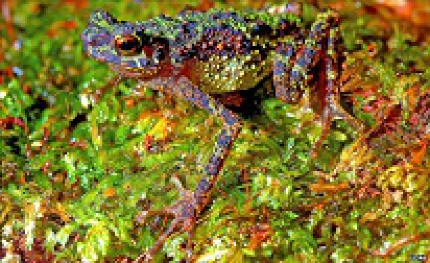 rainbow toad enlarged